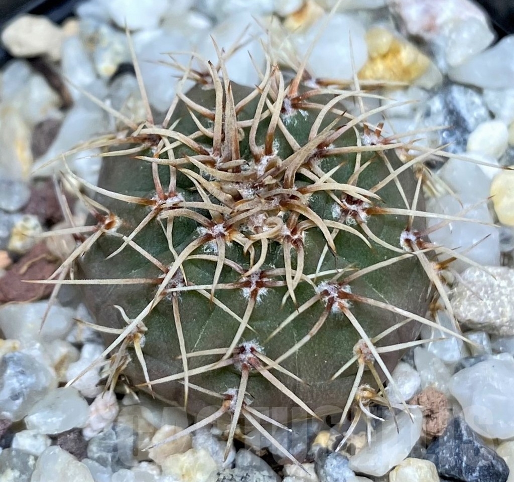 SHPR18699 Gymnocalycium ochoterenae v. scoparium LB 383 - Image 2
