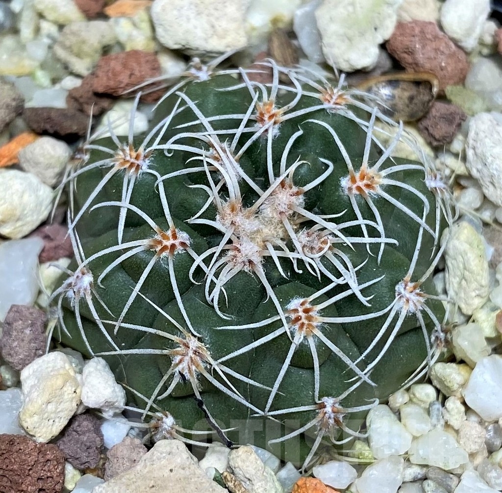 SHPR18700 Gymnocalycium affine VOS 1383