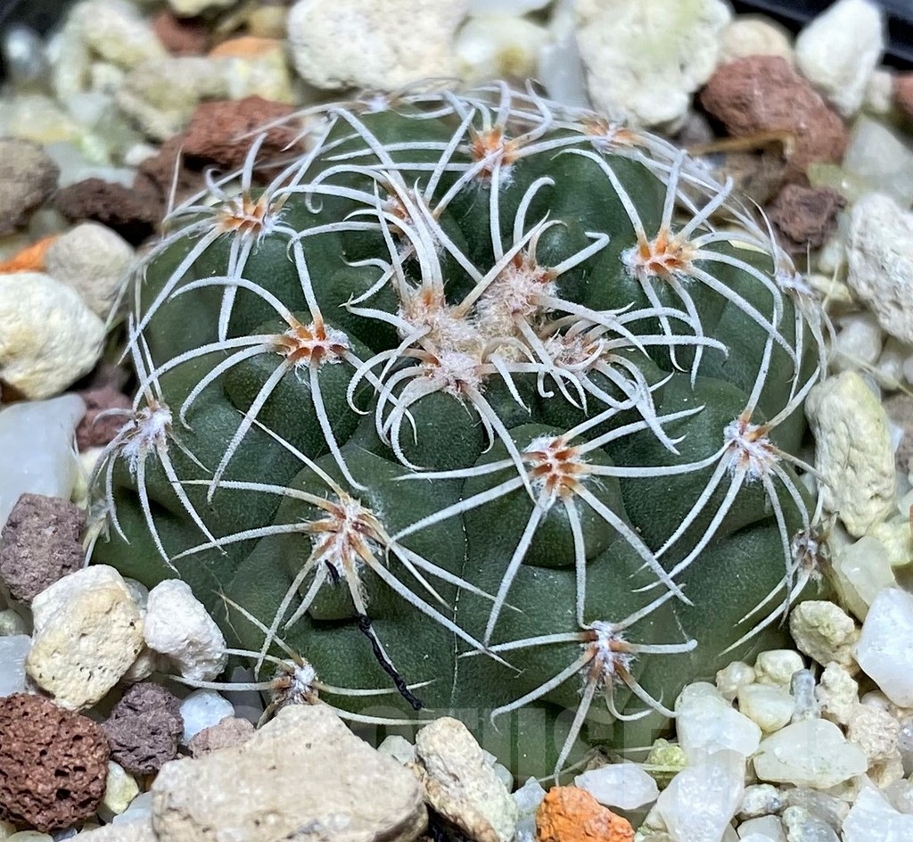 SHPR18700 Gymnocalycium affine VOS 1383 - 画像 (2)