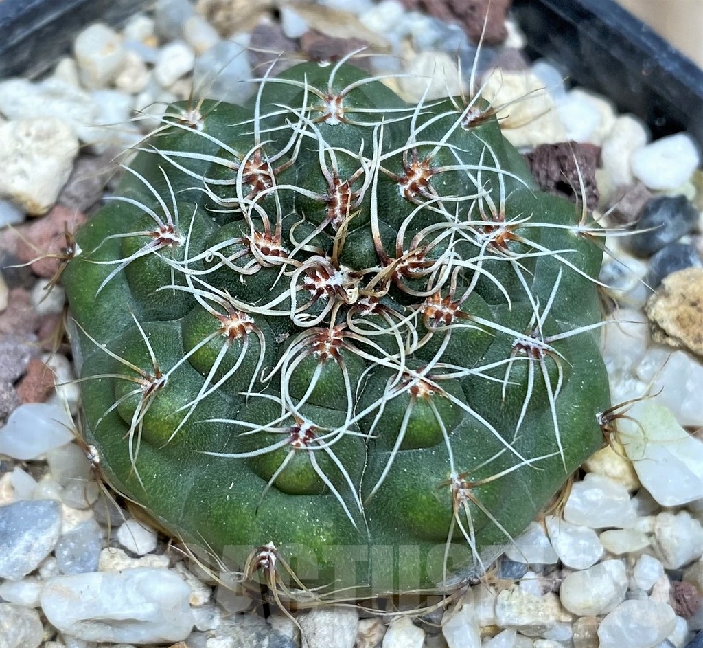 SHPR18701 Gymnocalycium erolesii - Зображення 2