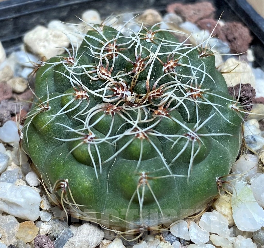 SHPR18701 Gymnocalycium erolesii