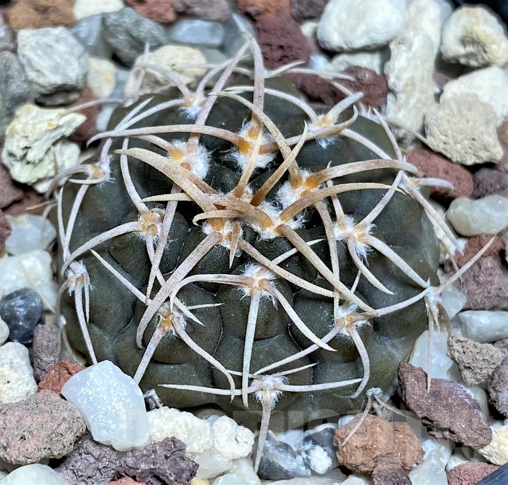 SHPR18702 Gymnocalycium vatteri P 108 - Зображення 2