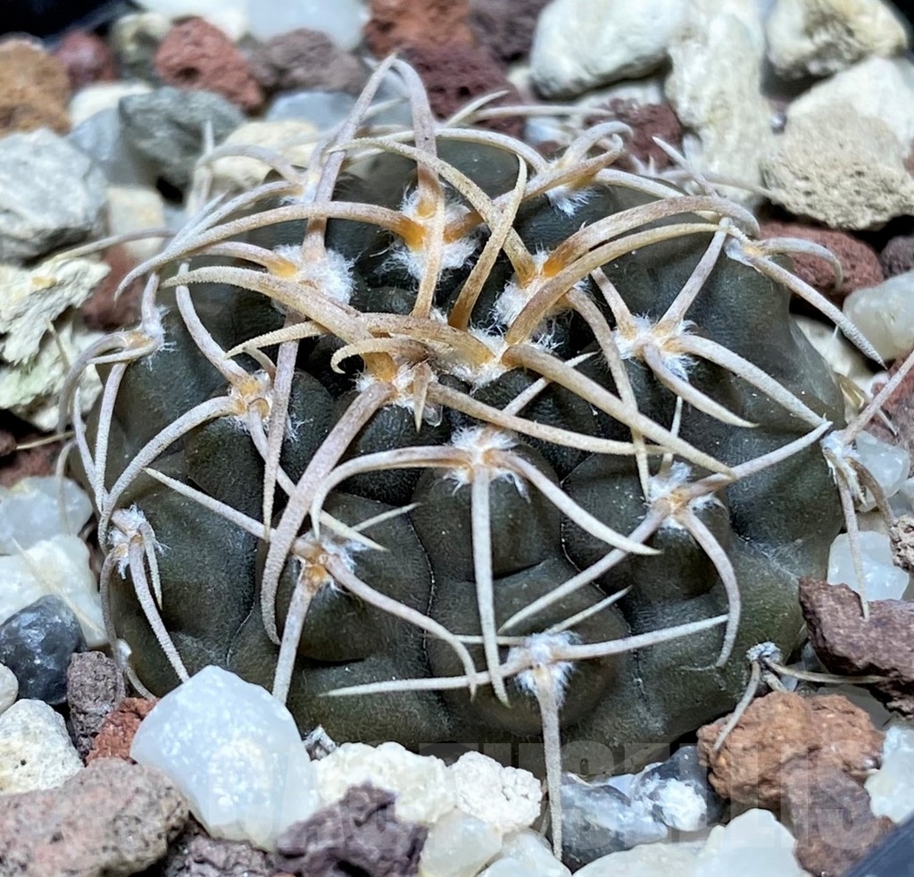 SHPR18702 Gymnocalycium vatteri P 108