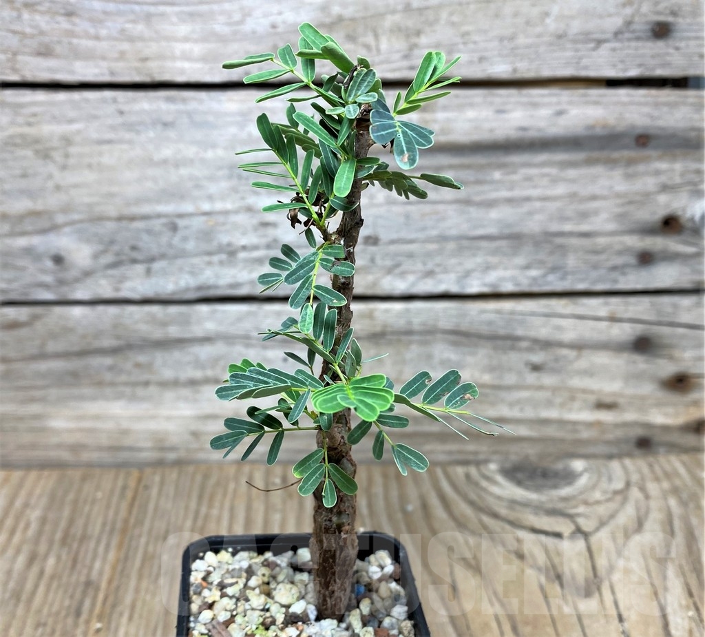 SHPR18710 Senna meridionalis - Image 2