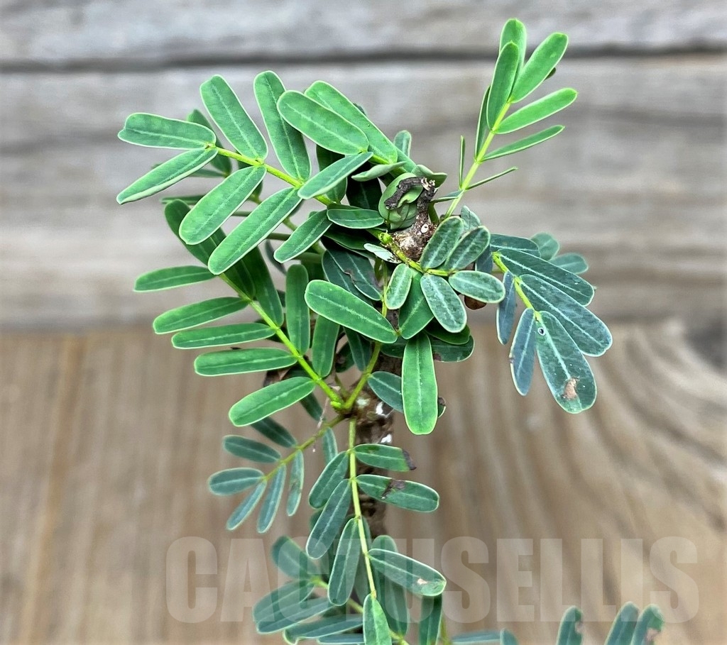 SHPR18710 Senna meridionalis