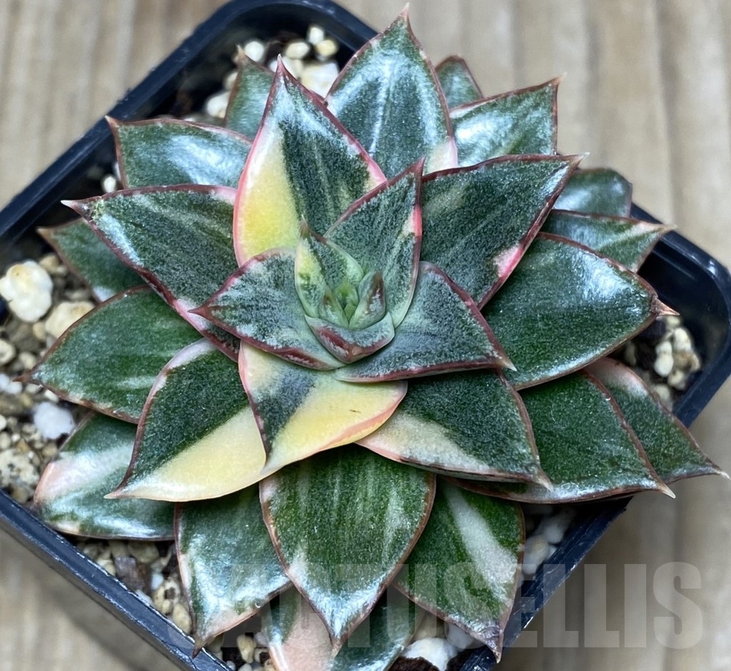 SHPR18729 Echeveria purpusorum f. variegata