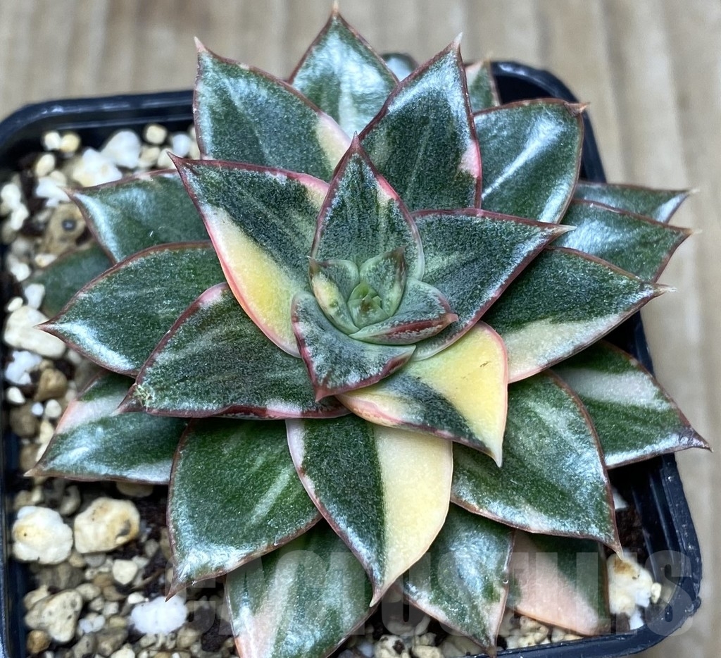 SHPR18729 Echeveria purpusorum f. variegata - Image 2