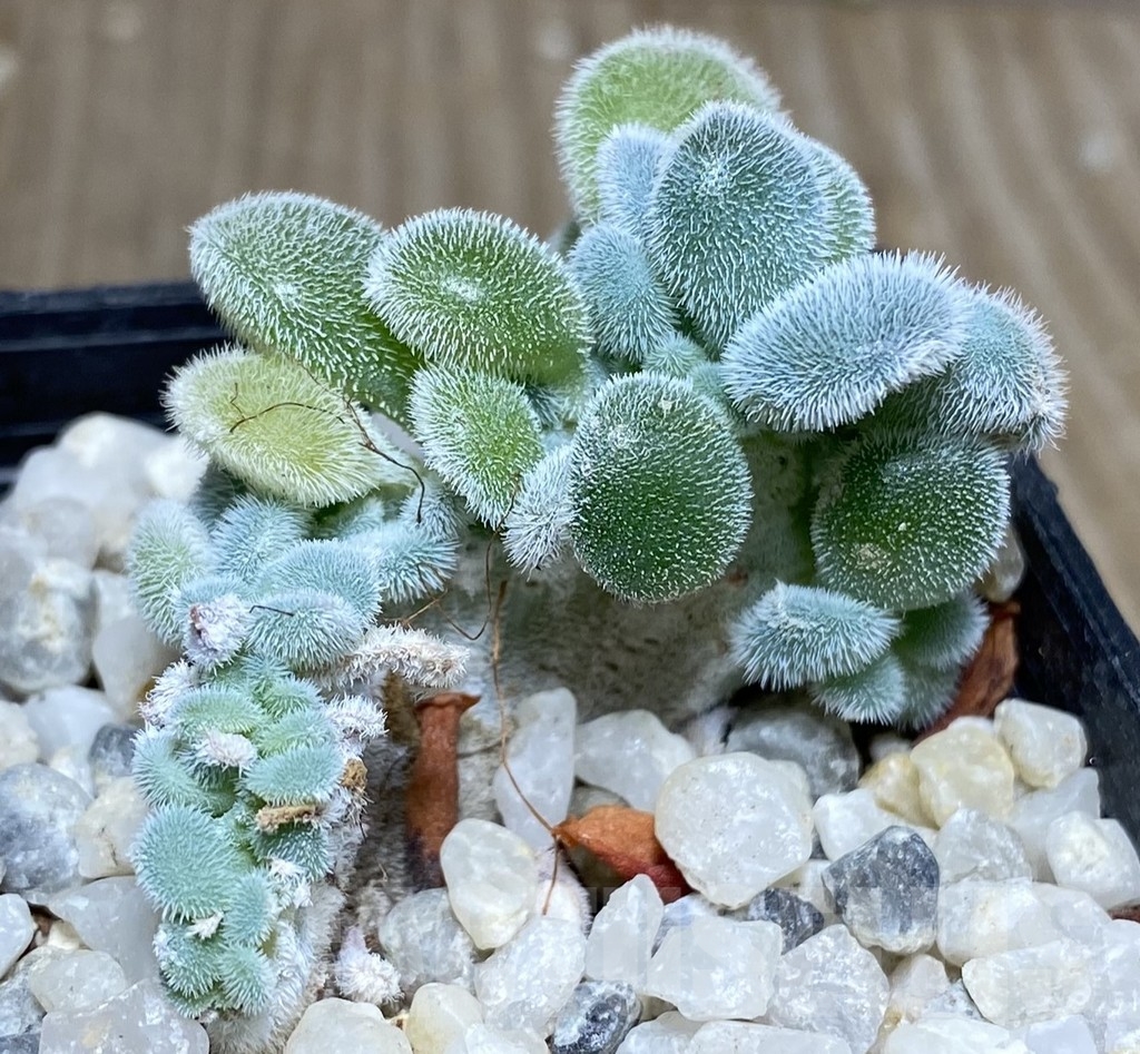 SHPR18731 Echeveria pulvinata 'Frosty' f. cristata - Image 2