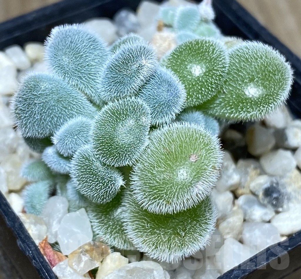 SHPR18731 Echeveria pulvinata 'Frosty' f. cristata