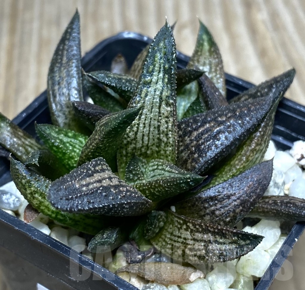 SHPR18732 Haworthia 'Kintaikyo' - Image 2