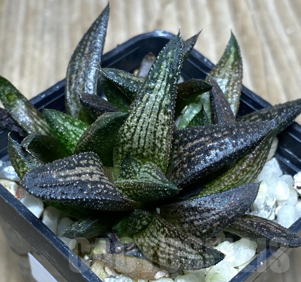 SHPR18732 Haworthia 'Kintaikyo'