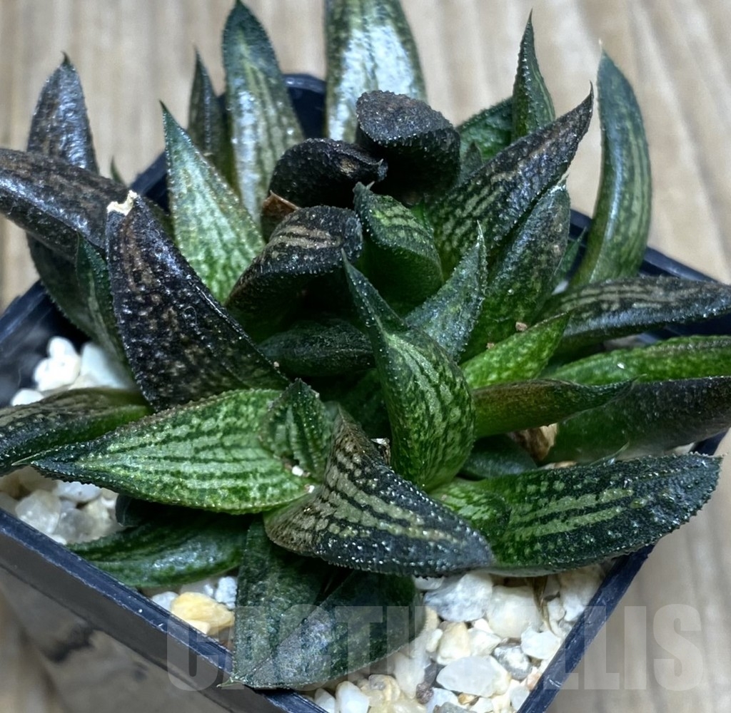 SHPR18733 Haworthia 'Kintaikyo'