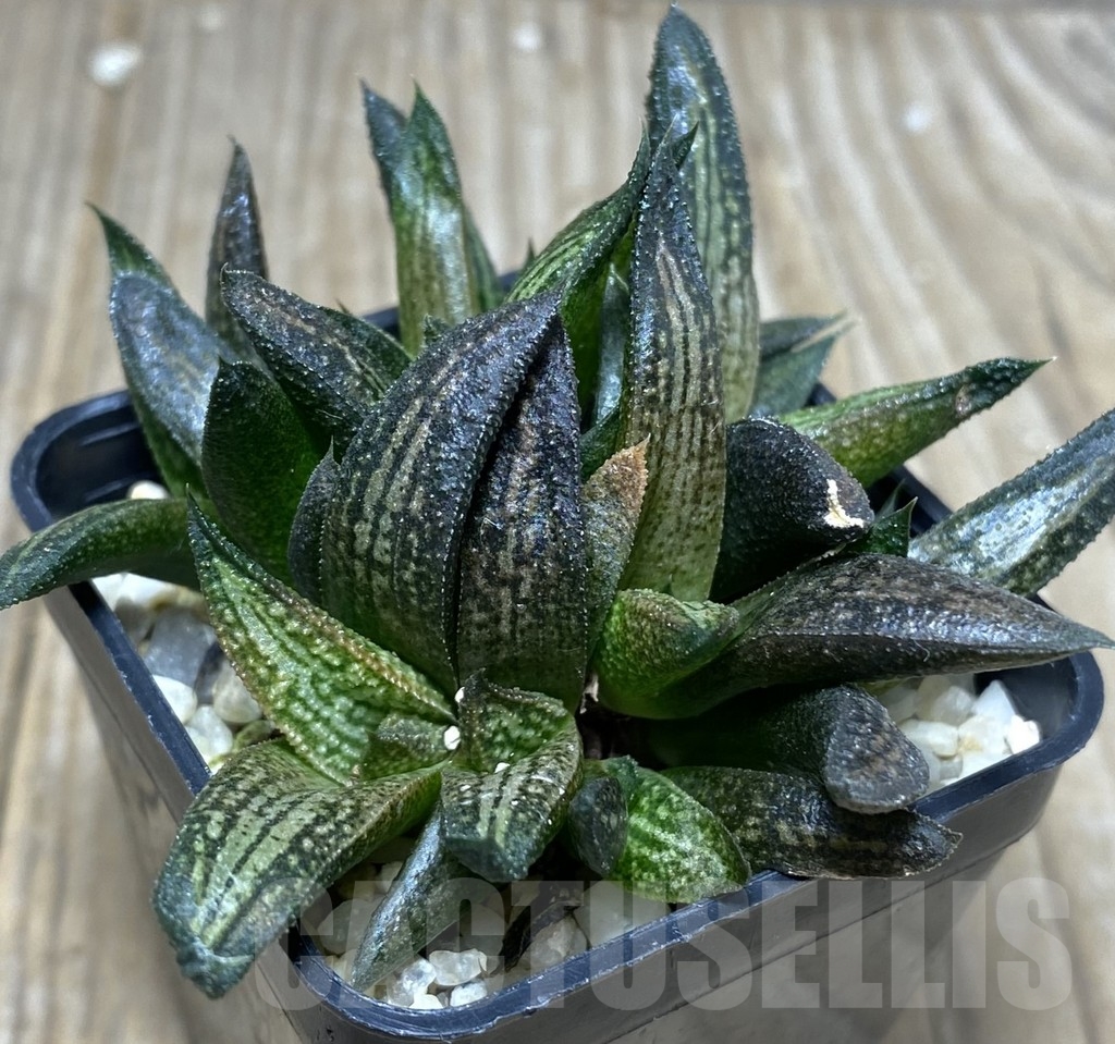 SHPR18733 Haworthia 'Kintaikyo' - Image 2
