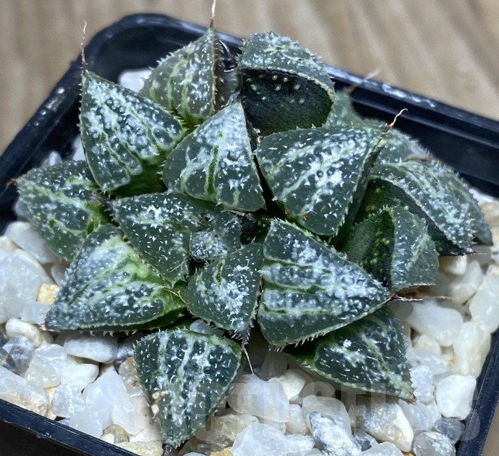 SHPR18740 Haworthia 'Yuki Keshiki' - Image 2