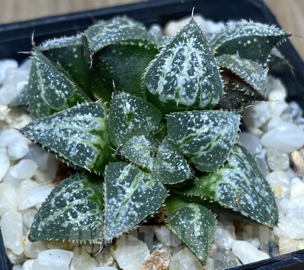 SHPR18740 Haworthia 'Yuki Keshiki'