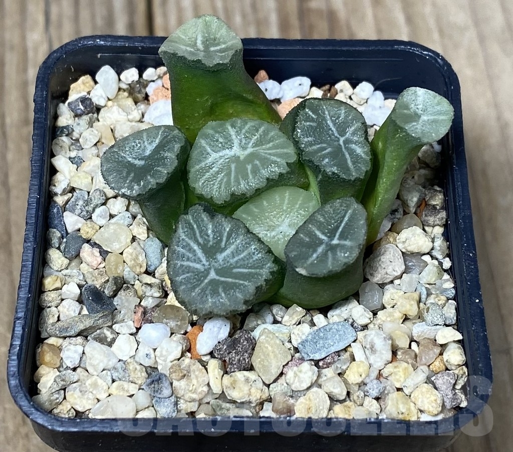 VVG18810 Haworthia maughanii -Hiroschii- - Image 3