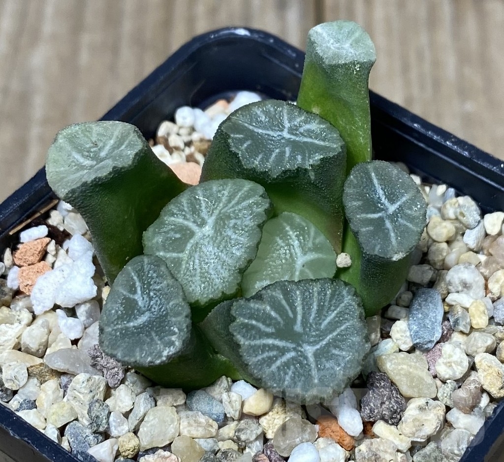 VVG18810 Haworthia maughanii -Hiroschii- - Image 2