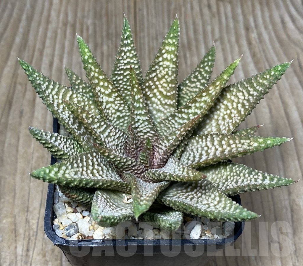VVG18814 Haworthia pumila x koelmaniorum seedling