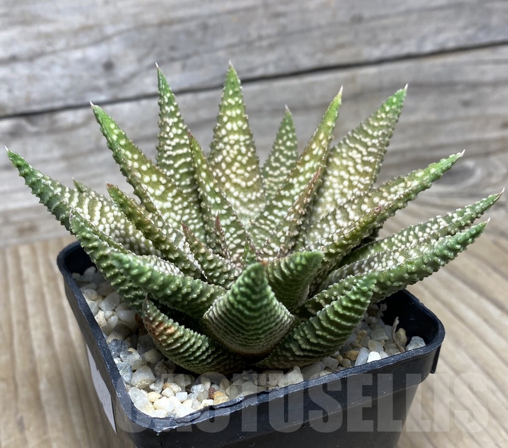 VVG18814 Haworthia pumila x koelmaniorum seedling - immagine 2