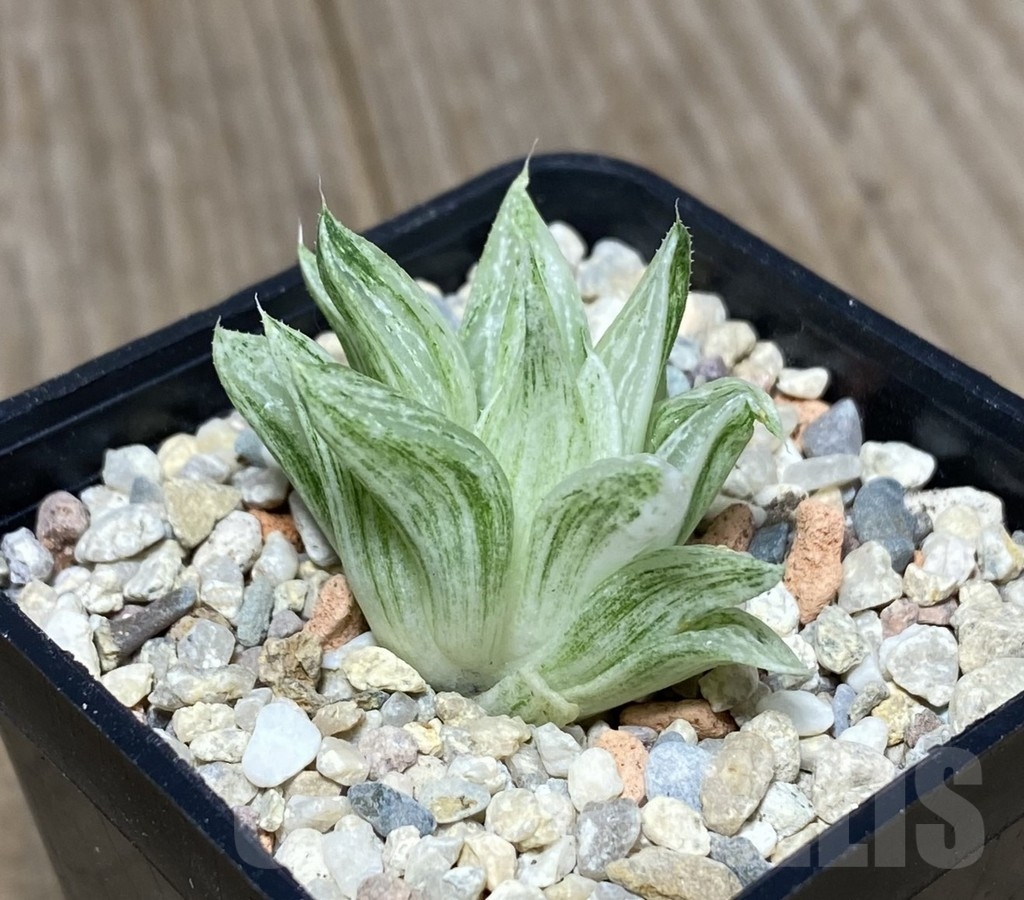 VVG18816 Haworthia turgida f. variegata ‘Rock sugar’