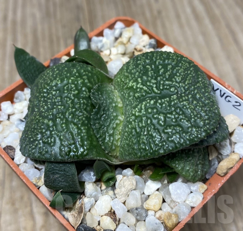VVG18817 Gasteria armstrongii -Japan- VVG2