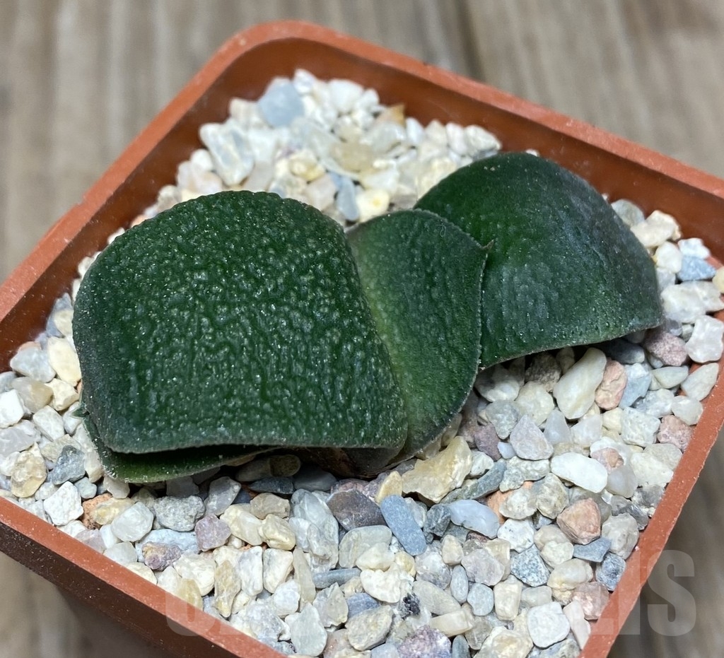 VVG18817 Gasteria armstrongii -Japan- VVG2 - Image 2