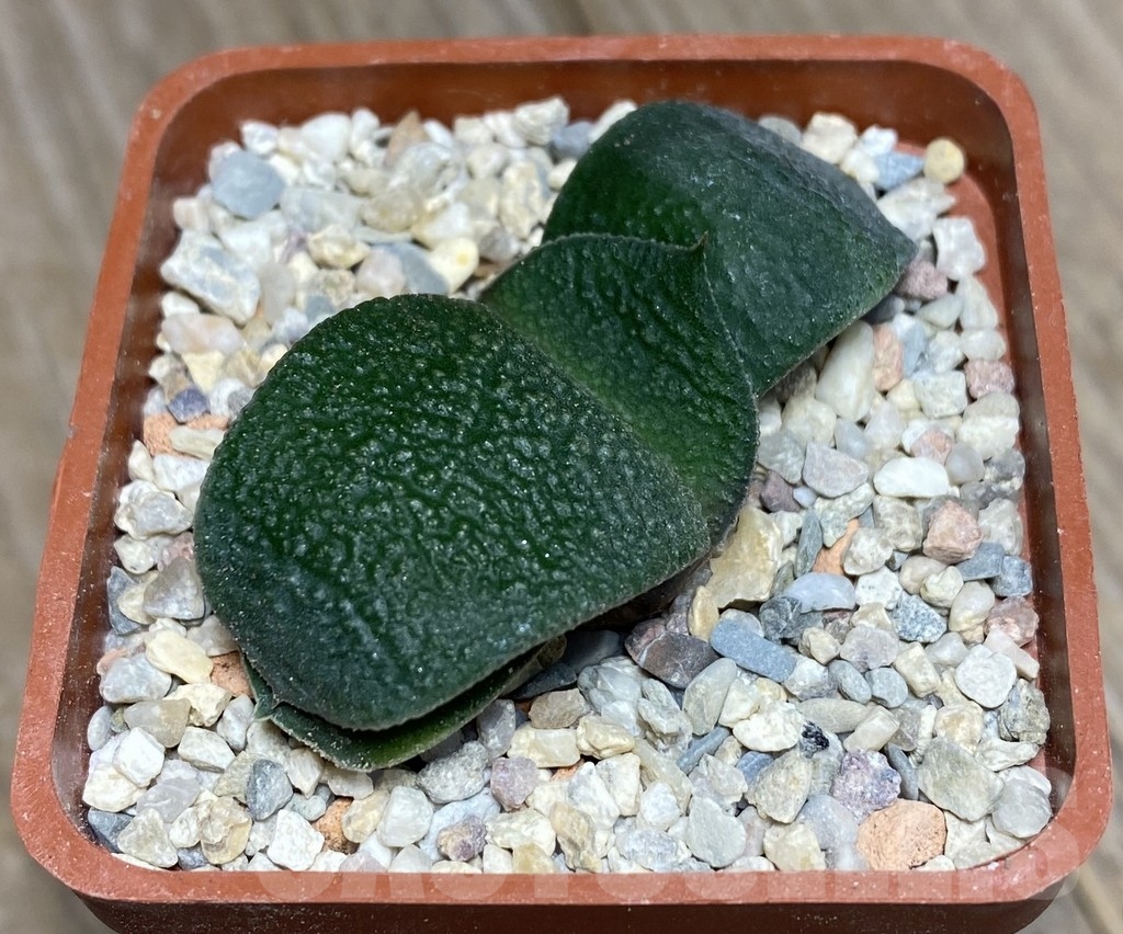 VVG18817 Gasteria armstrongii -Japan- VVG2 - Image 3