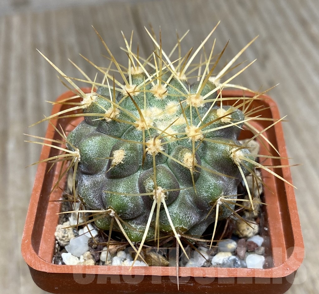 VVG18819 Copiapoa gigantea -8 km N. Taltal- seedling own roots age over 5 years