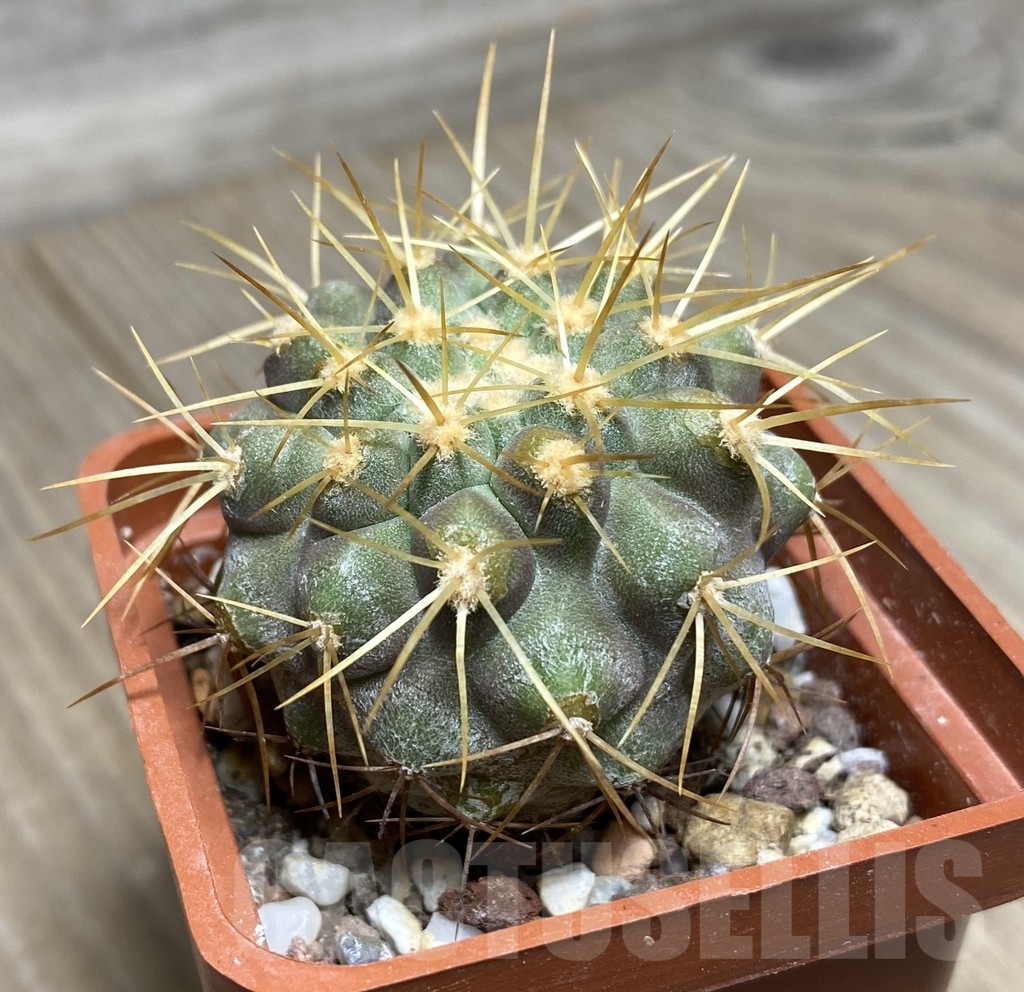 VVG18819 Copiapoa gigantea -8 km N. Taltal- seedling own roots age over 5 years - Image 2