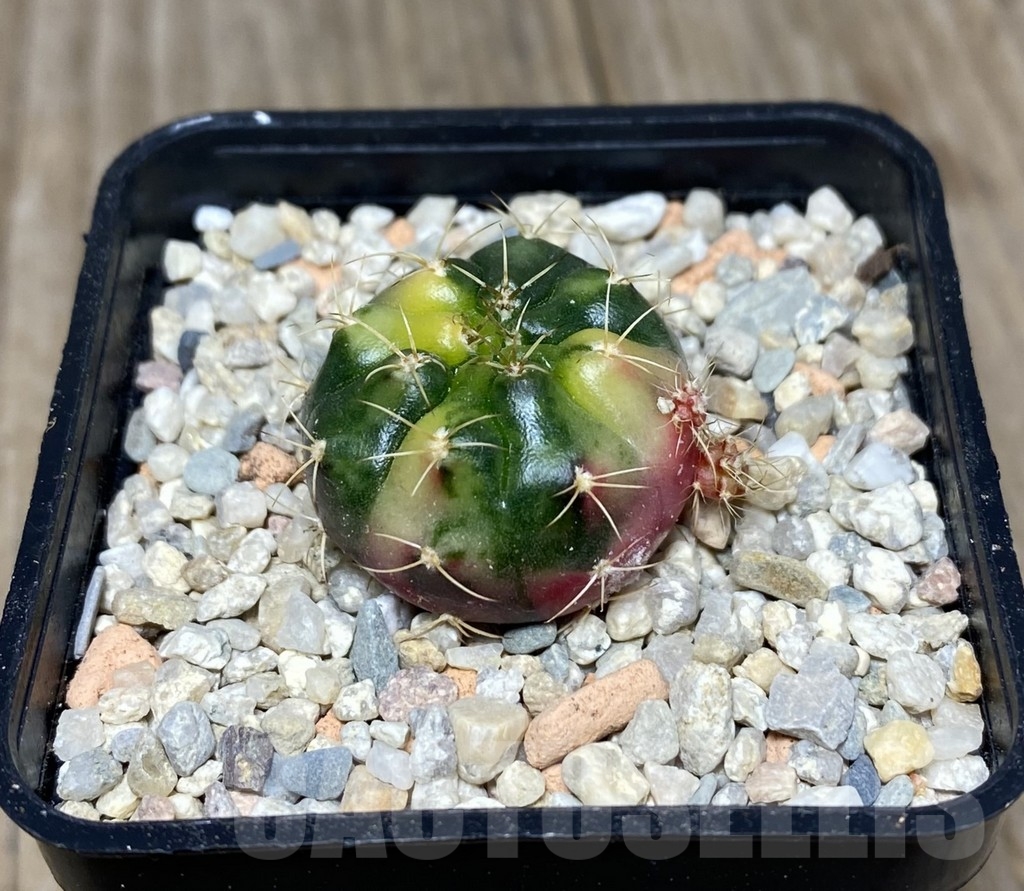 VVG18821 Gymnocalycium damsii f.variegata
