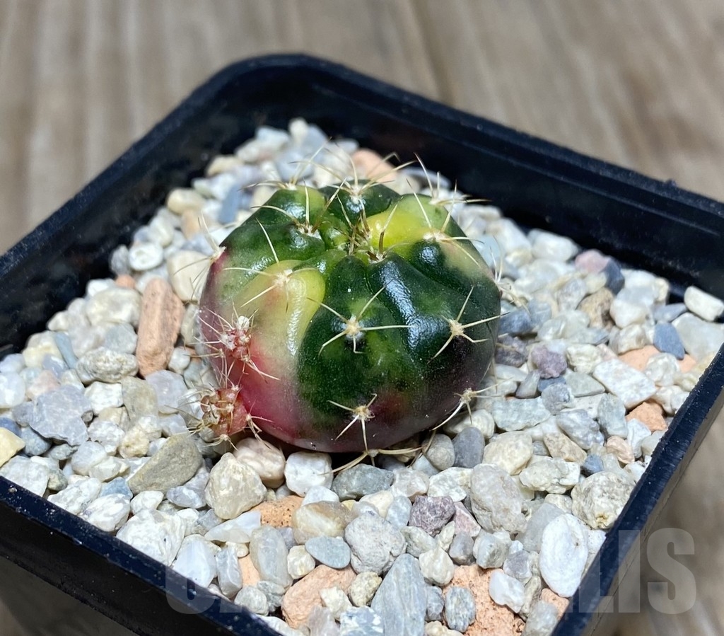 VVG18821 Gymnocalycium damsii f.variegata - Image 2