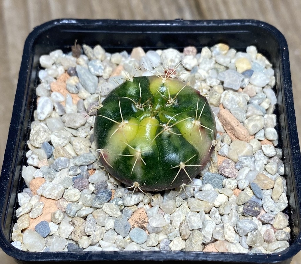 VVG18821 Gymnocalycium damsii f.variegata - Image 3
