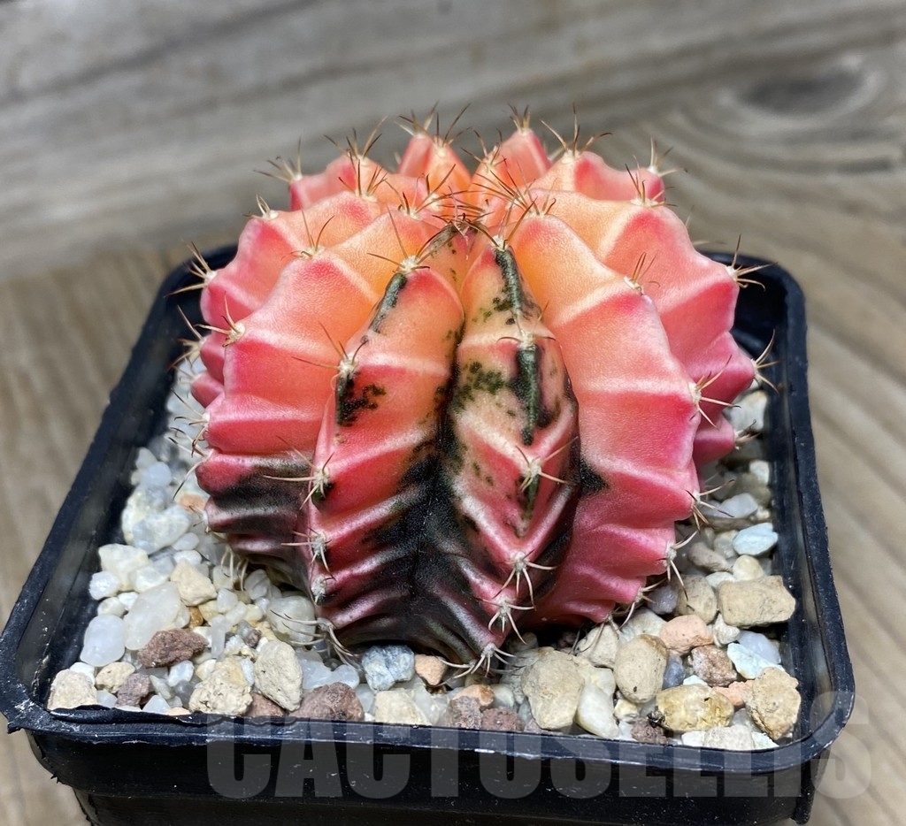 VVG18822 Gymnocalycium mihanovichii hybrid f. variegata, seedling – Bild 2