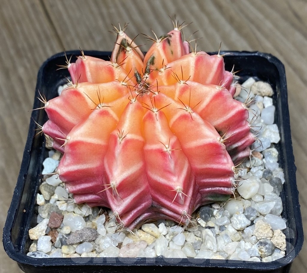 VVG18822 Gymnocalycium mihanovichii hybrid f. variegata, seedling – Bild 3