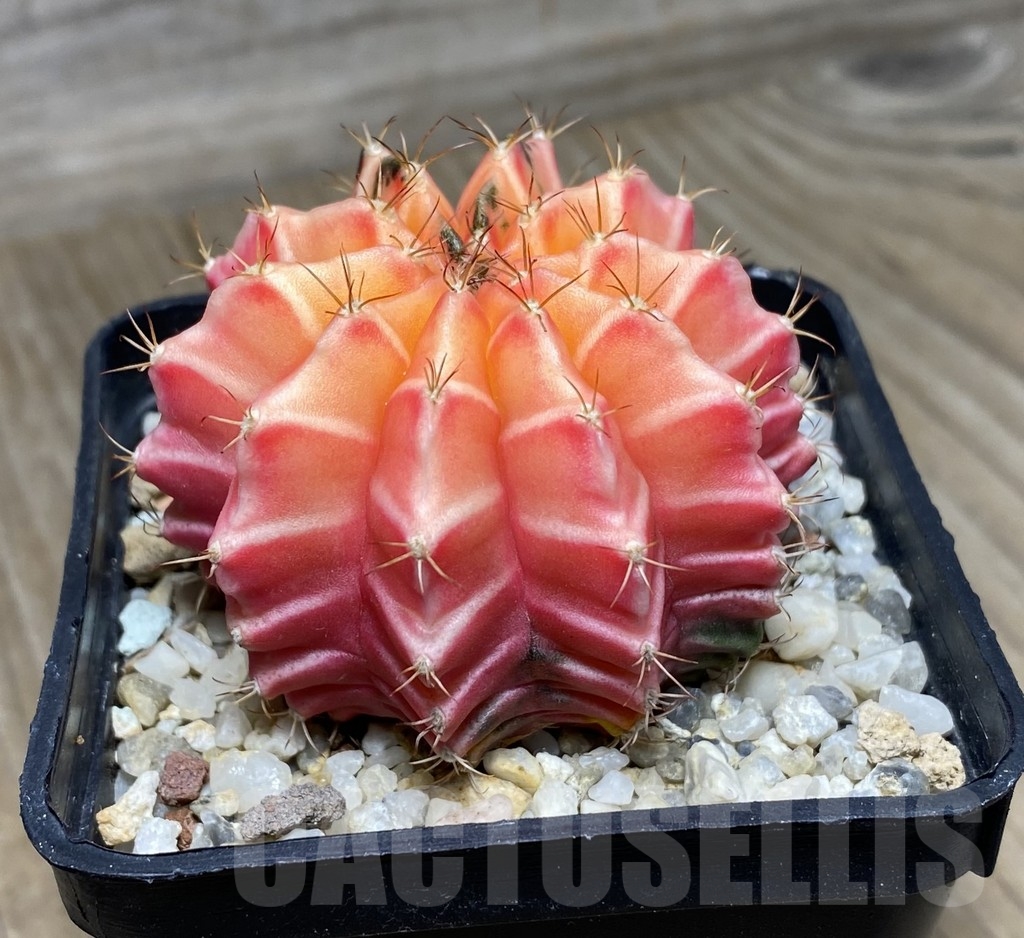 VVG18822 Gymnocalycium mihanovichii hybrid f. variegata, seedling