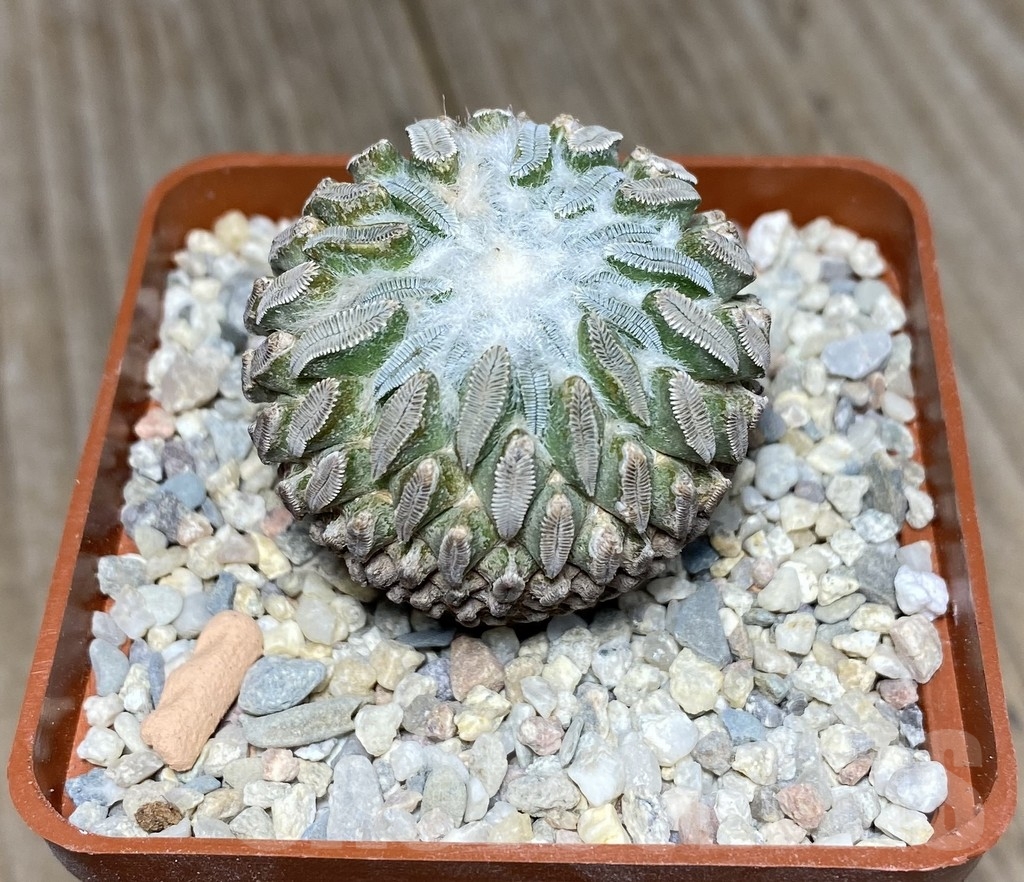 VVG18823 Pelecyphora aselliformis own roots