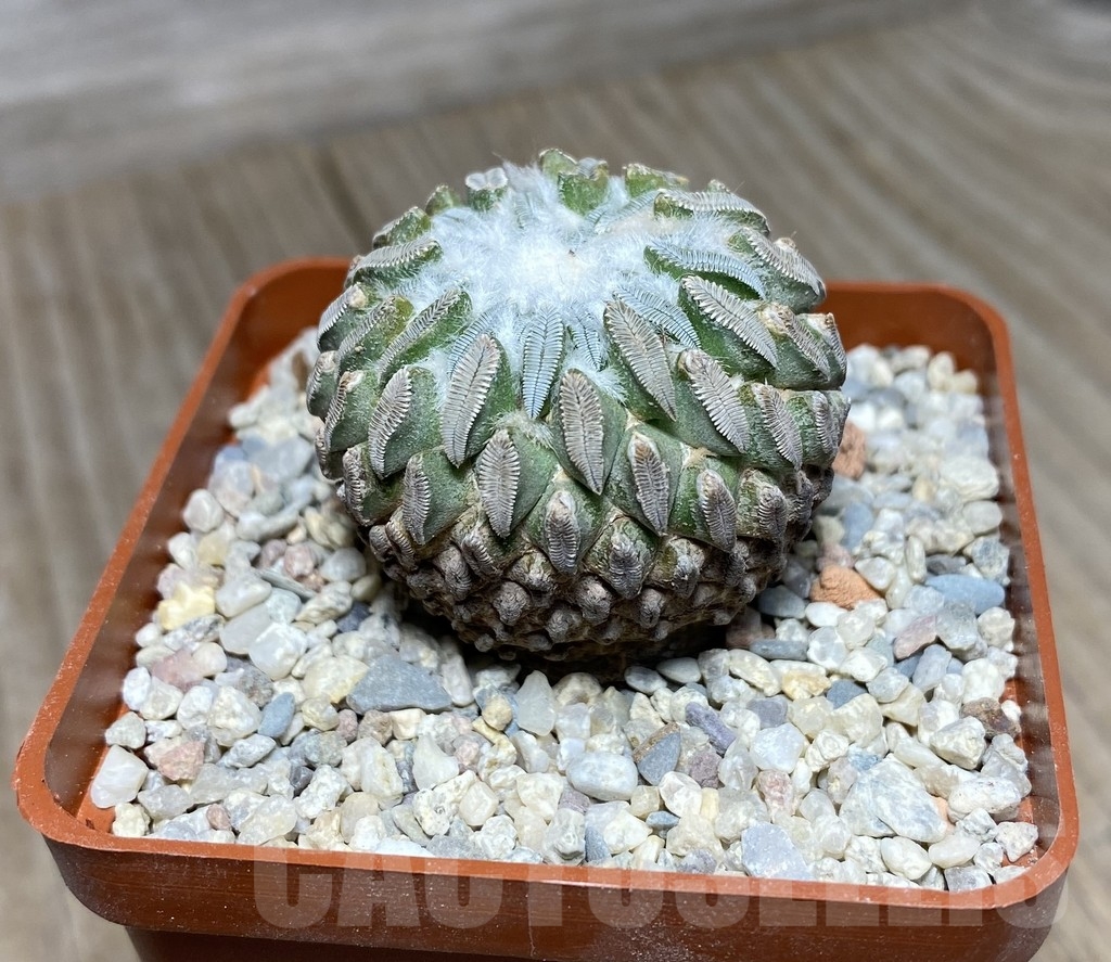 VVG18823 Pelecyphora aselliformis own roots - Зображення 2