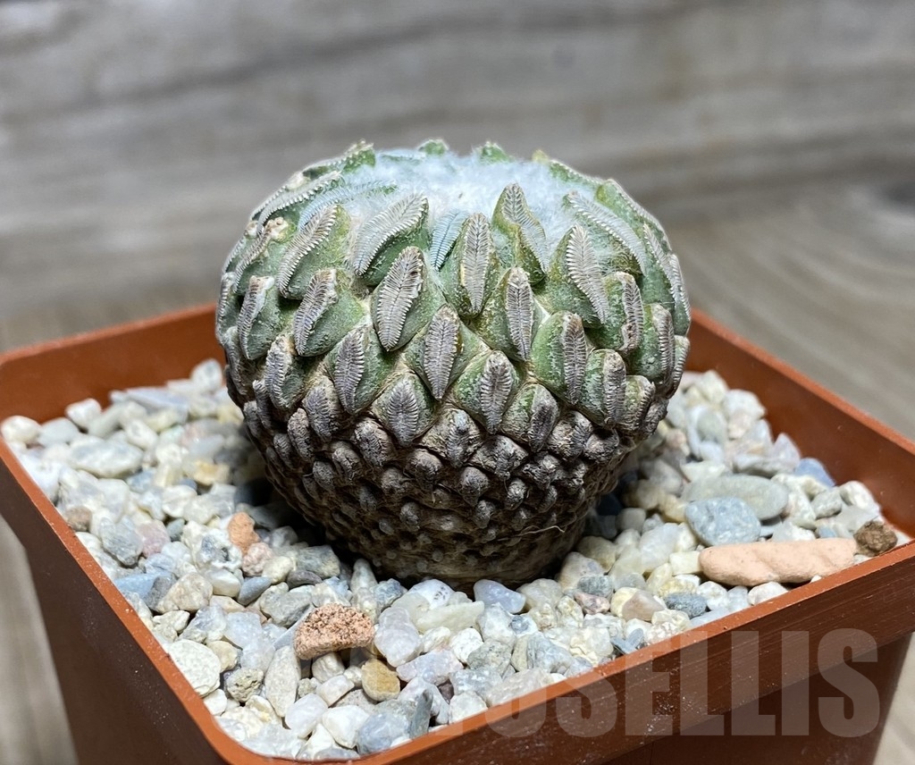 VVG18823 Pelecyphora aselliformis own roots - Зображення 3