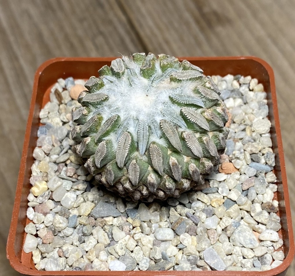 VVG18823 Pelecyphora aselliformis own roots - Зображення 4