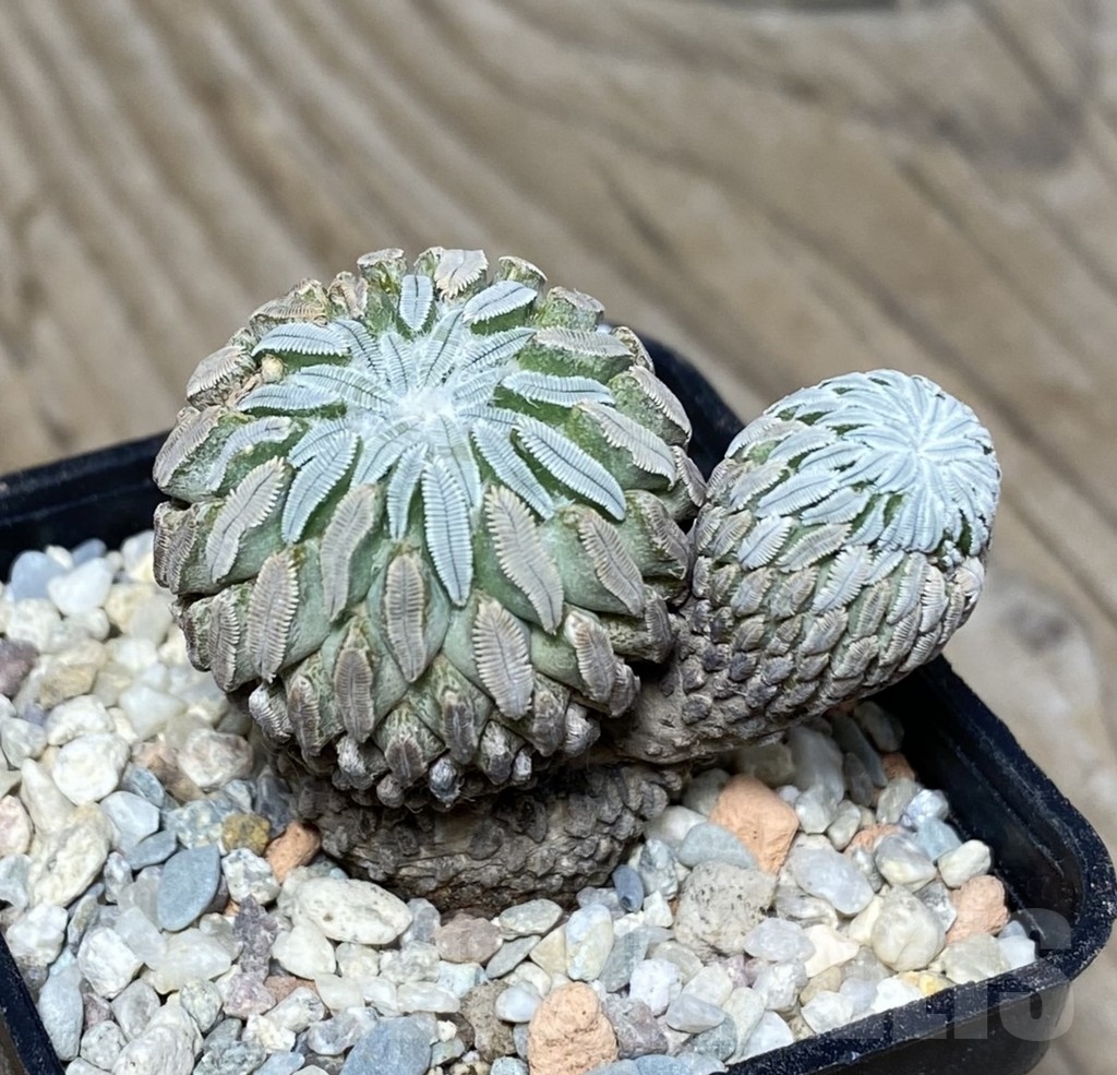 VVG22353 Pelecyphora aselliformis own roots