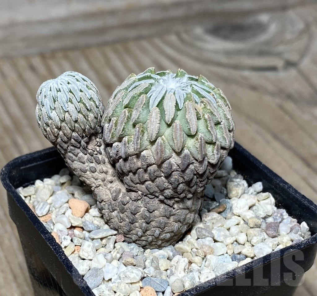 VVG22353 Pelecyphora aselliformis own roots - Image 2