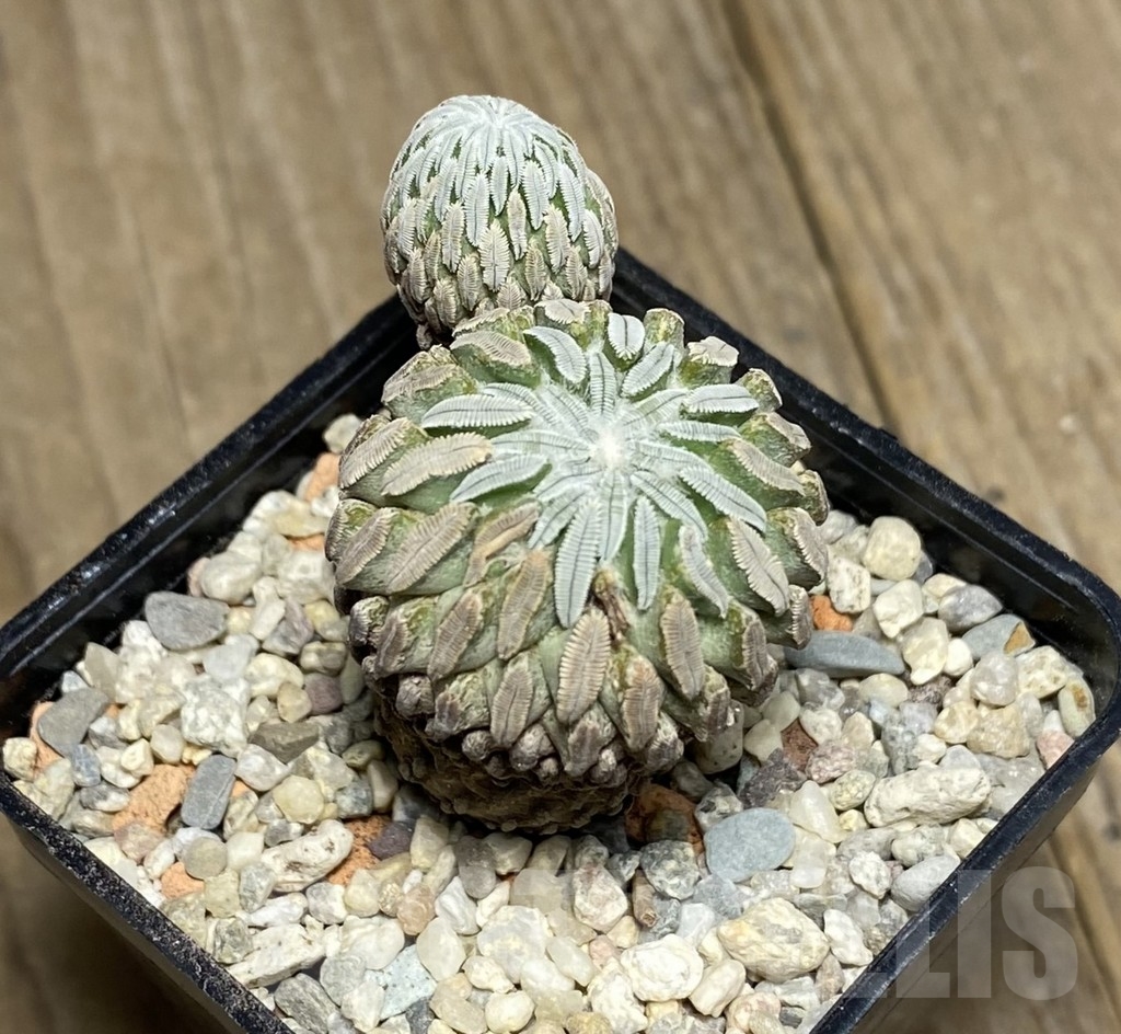 VVG22353 Pelecyphora aselliformis own roots - Image 3