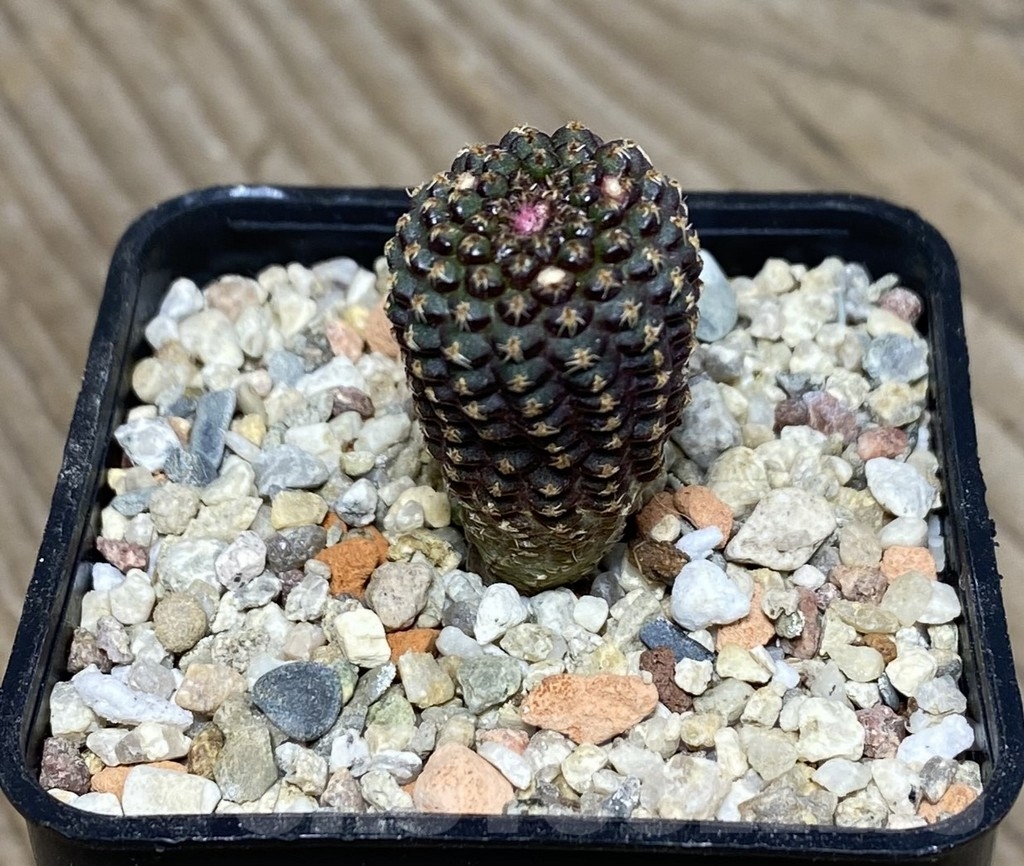 VVG18825 Frailea buenekeri - Image 2