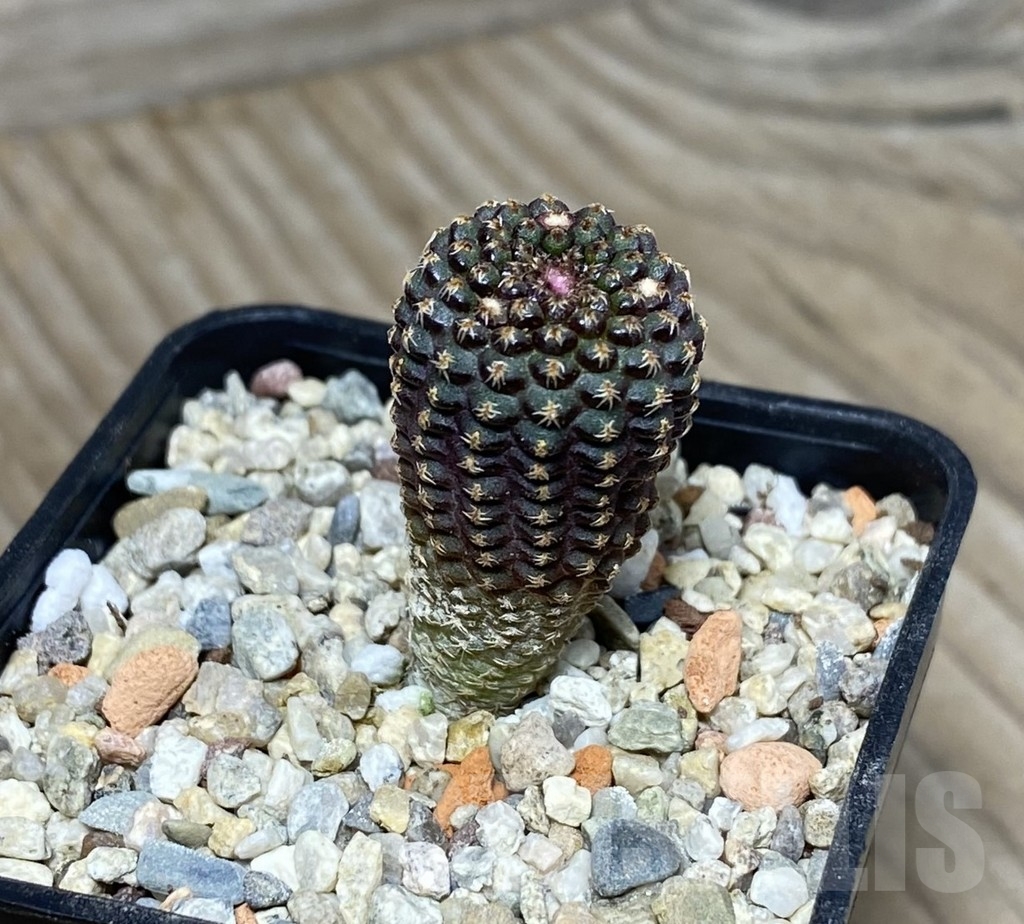 VVG18825 Frailea buenekeri