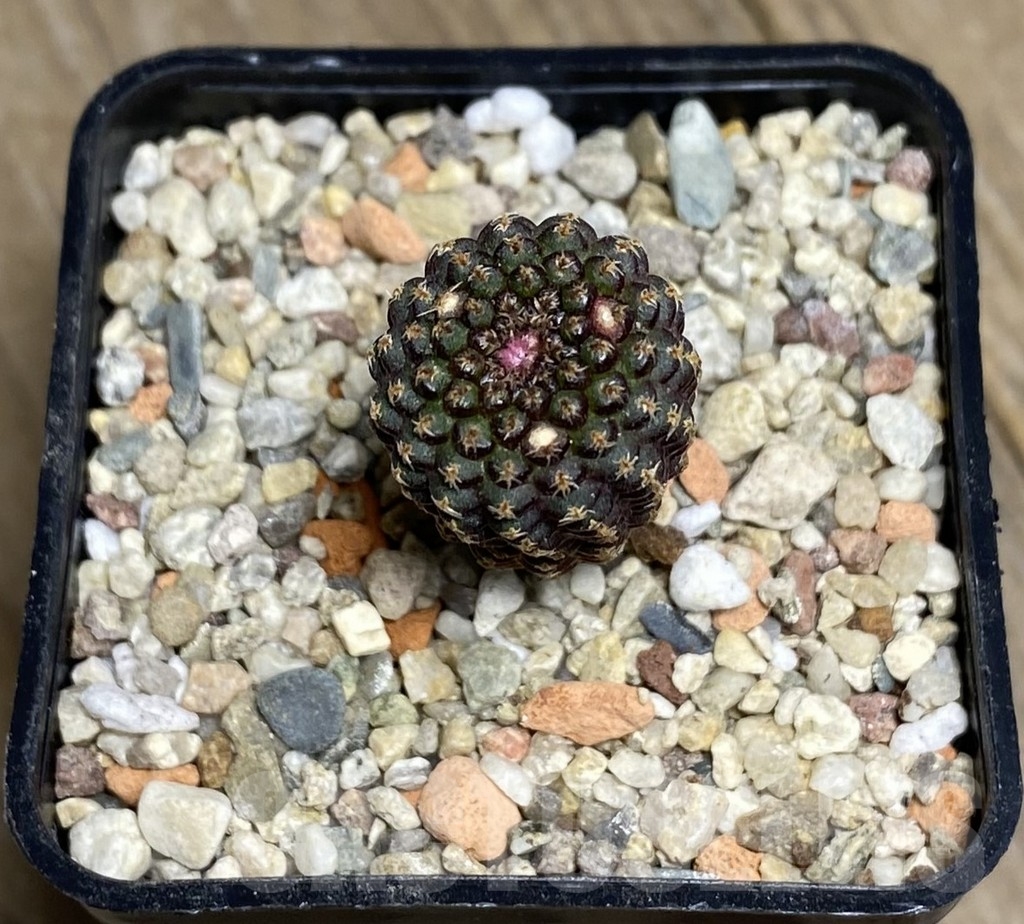 VVG18825 Frailea buenekeri - Image 3