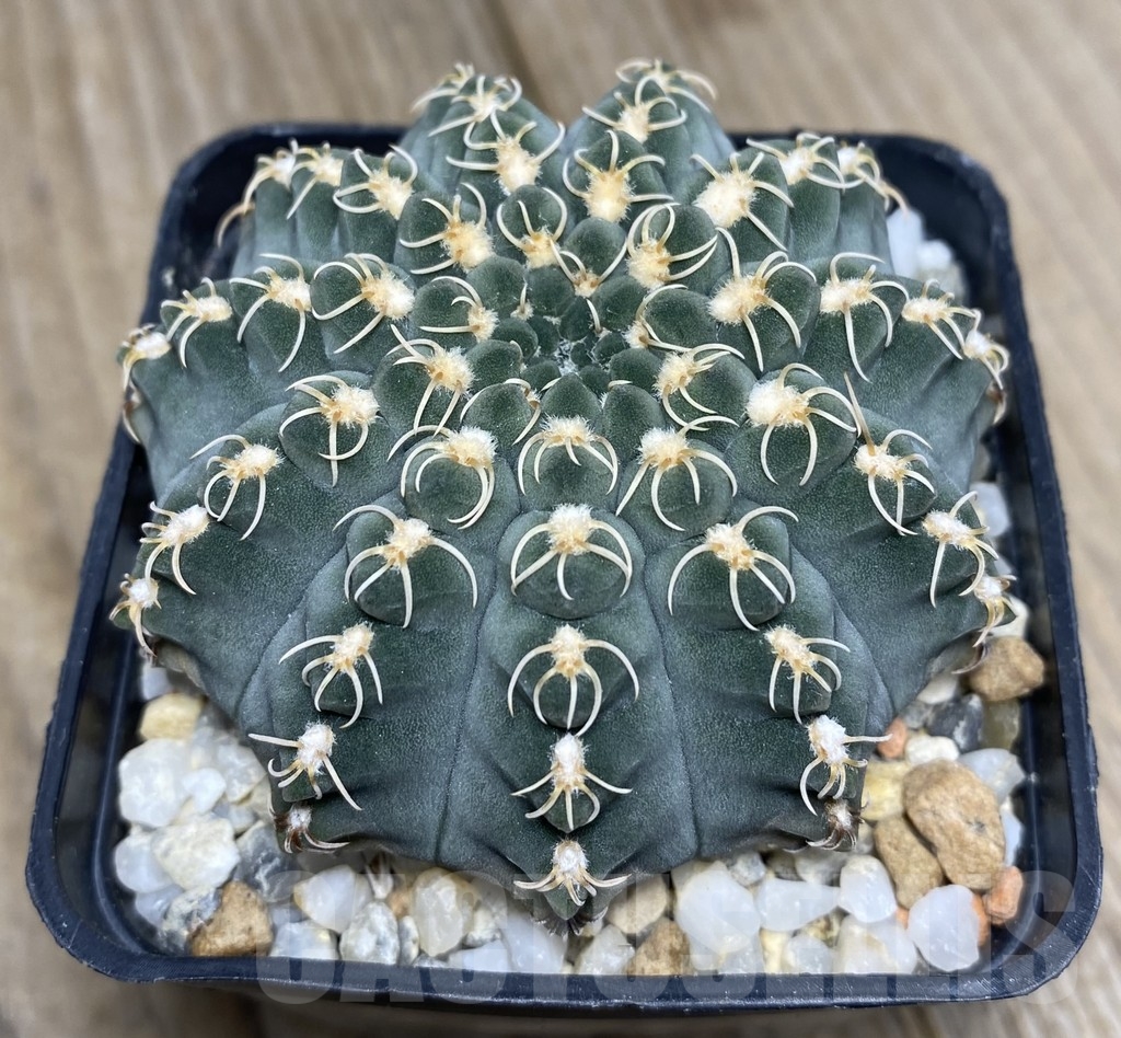 VVG18826 Gymnocalycium stellatum v.kleiniae CH1847