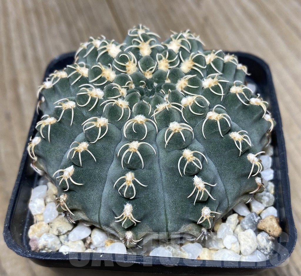 VVG18826 Gymnocalycium stellatum v.kleiniae CH1847 - Image 3