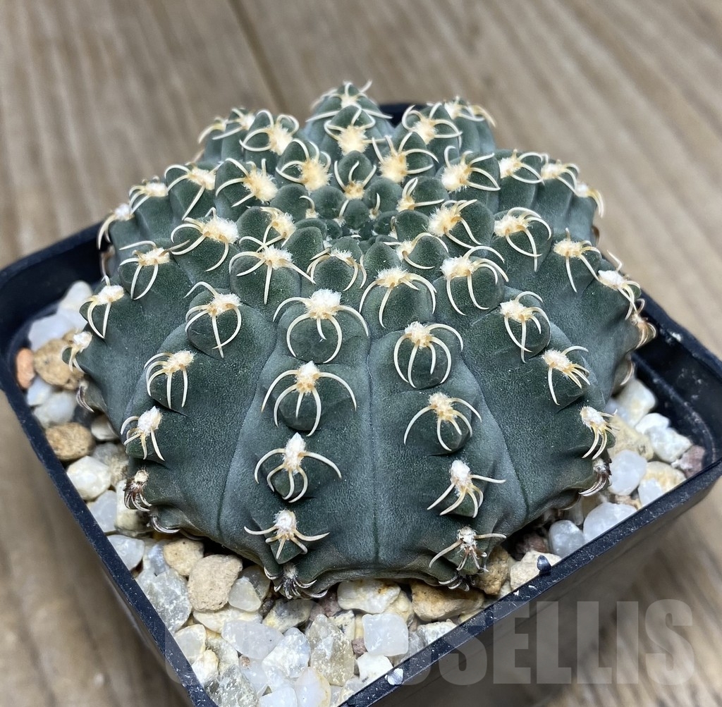 VVG18826 Gymnocalycium stellatum v.kleiniae CH1847 - Image 2