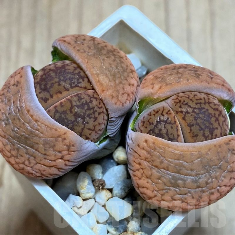 SH3146 Lithops aucampiae v. koelemanii C016