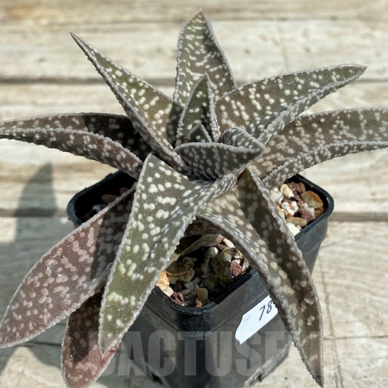 SH7815 Gasteraloe 'Cocks Beauty'